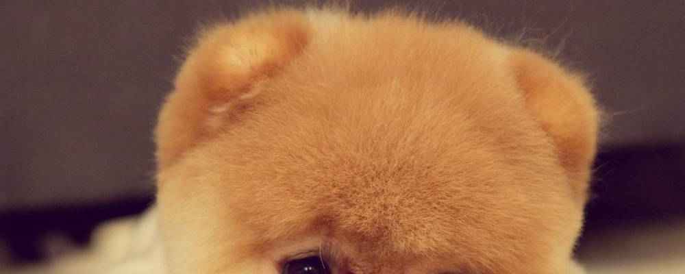 How To Treat Dog Ear Infection